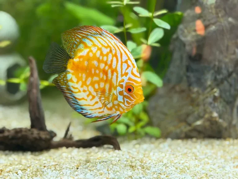 Discus