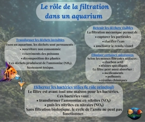 La filtration en aquarium : bien plus qu’un simple accessoire