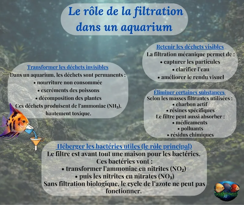 La filtration en aquarium : bien plus qu’un simple accessoire