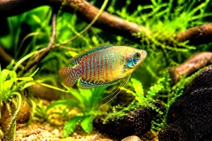 Gourami nain