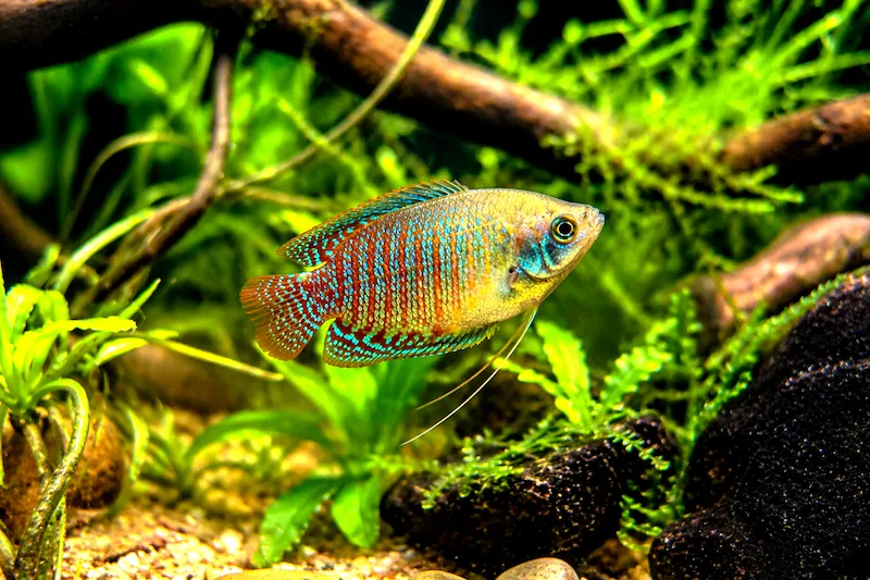 Gourami nain