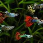 Guppy