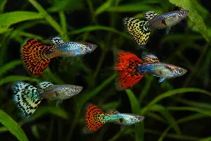 Guppy