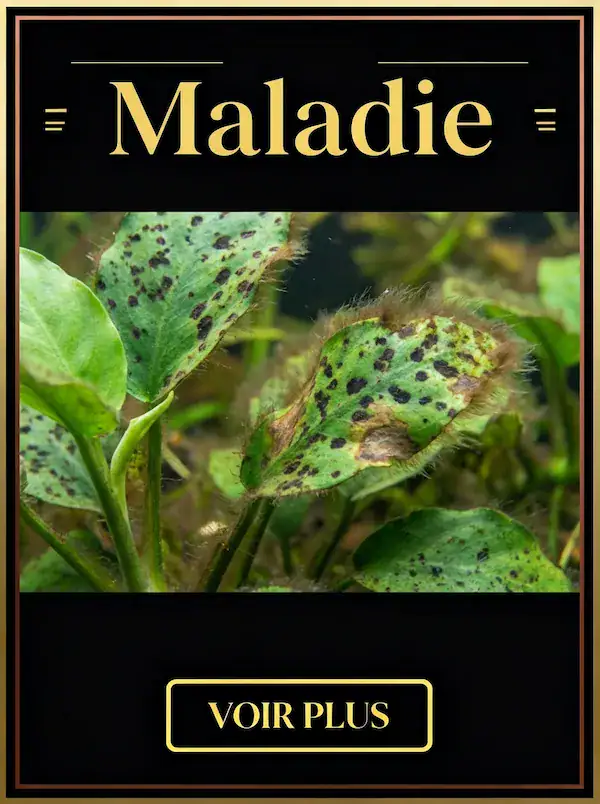 Maladies et traitements