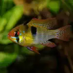 Ramirezi