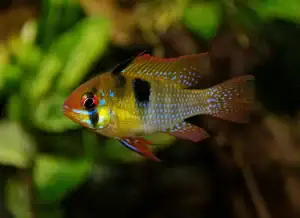 Ramirezi