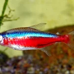 Cardinalis