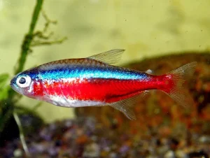 Cardinalis