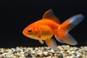 Poisson rouge