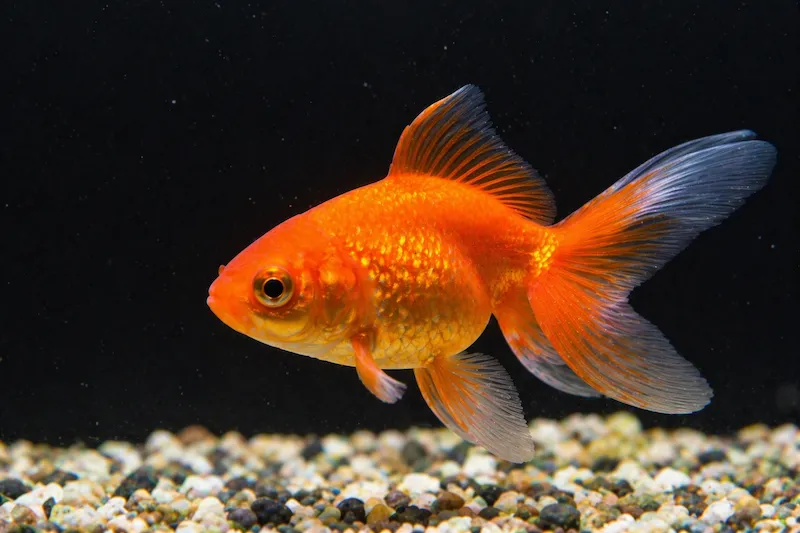 Poisson rouge