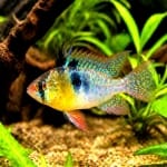 Ramirezi bolivien