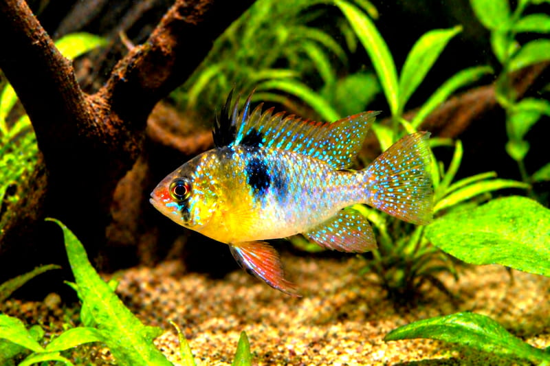 Ramirezi bolivien