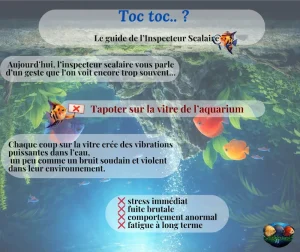 Tapoter sur la vitre : pourquoi c’est stressant pour vos poissons