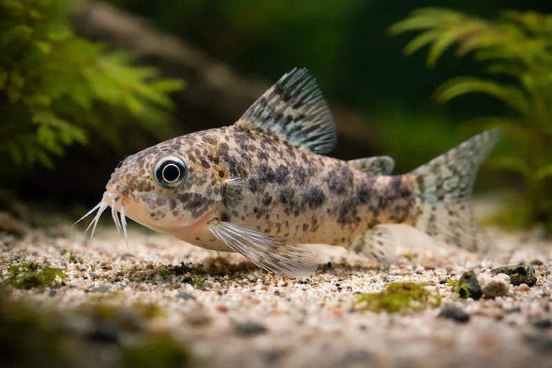 Corydoras poivré