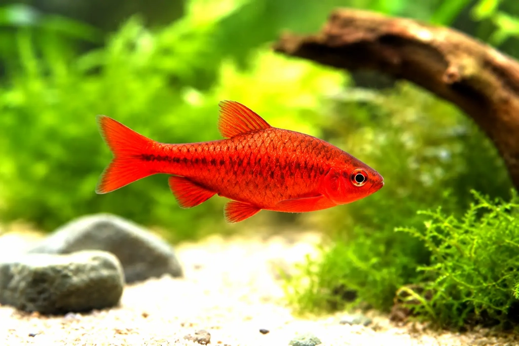 Barbe cerise