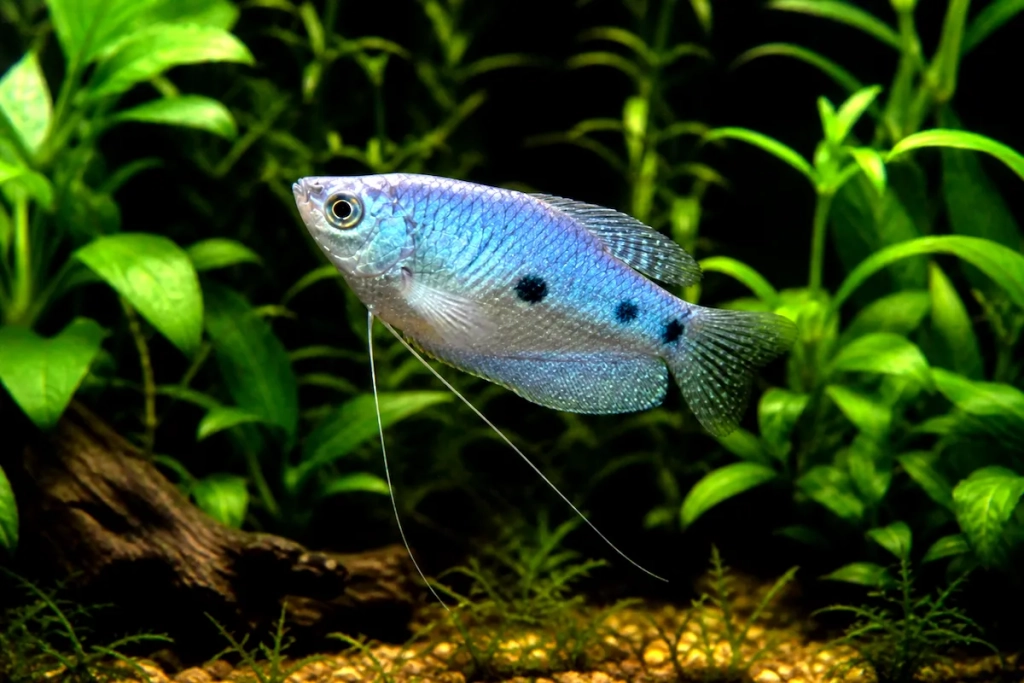 Gourami bleu