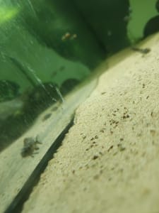 Malawi mbunas