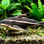 Platydoras