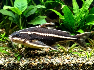 Platydoras