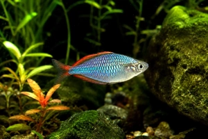 Arc-en-ciel nain