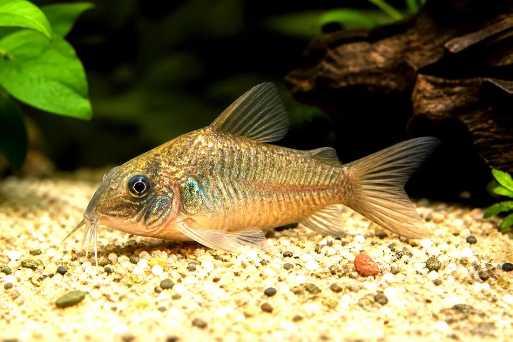 Corydoras bronze
