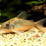 Corydoras bronze