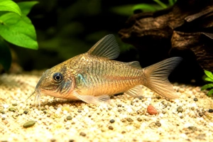 Corydoras bronze