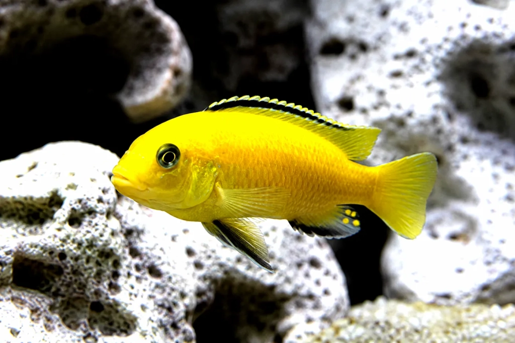 Labido jaune