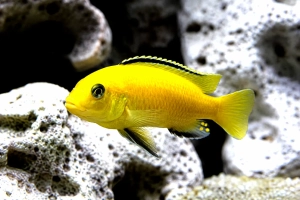 Labido jaune